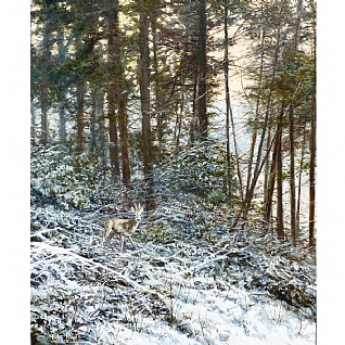 Roe Buck In Velvet by Alastair Proud Roe Buck In Velvet by Alastair Proud