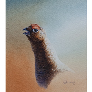 Grouse Head by Owen Williams Grouse Head by Owen Williams
