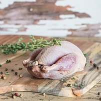 Wild Partridge Wild Partridge