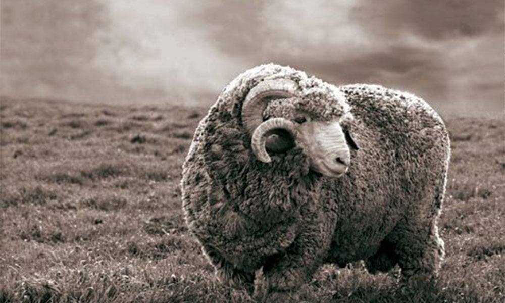 What is Merino wool and where does it come from?