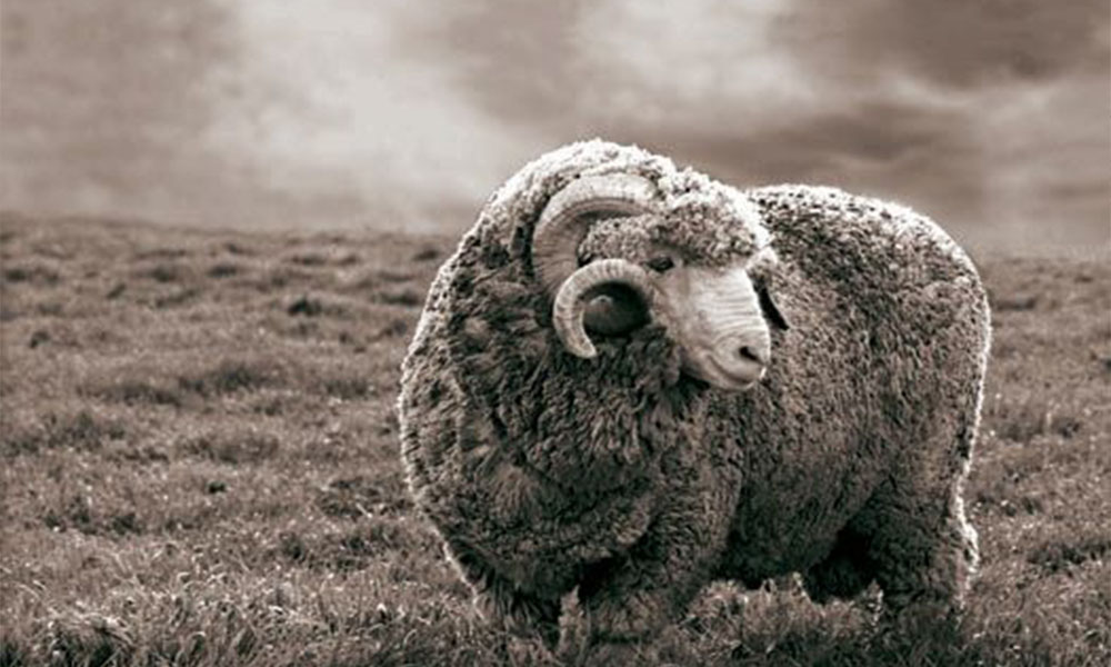 What is Merino wool and where does it come from? What is Merino wool and where does it come from?