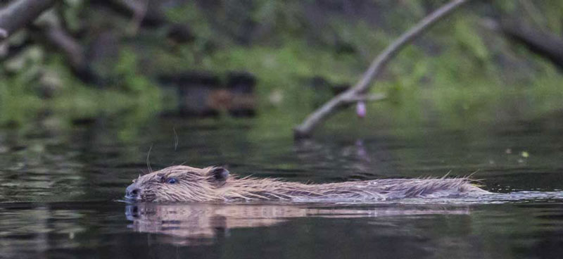 Beaver Tours