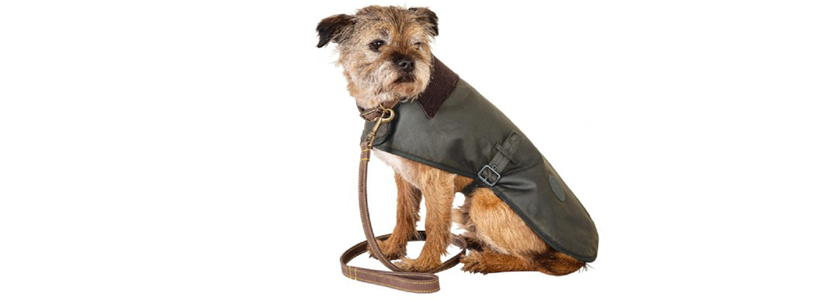 Terrier wearing a wax coat