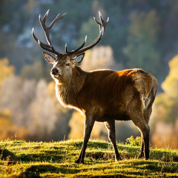 Deer stalking jacket cheap