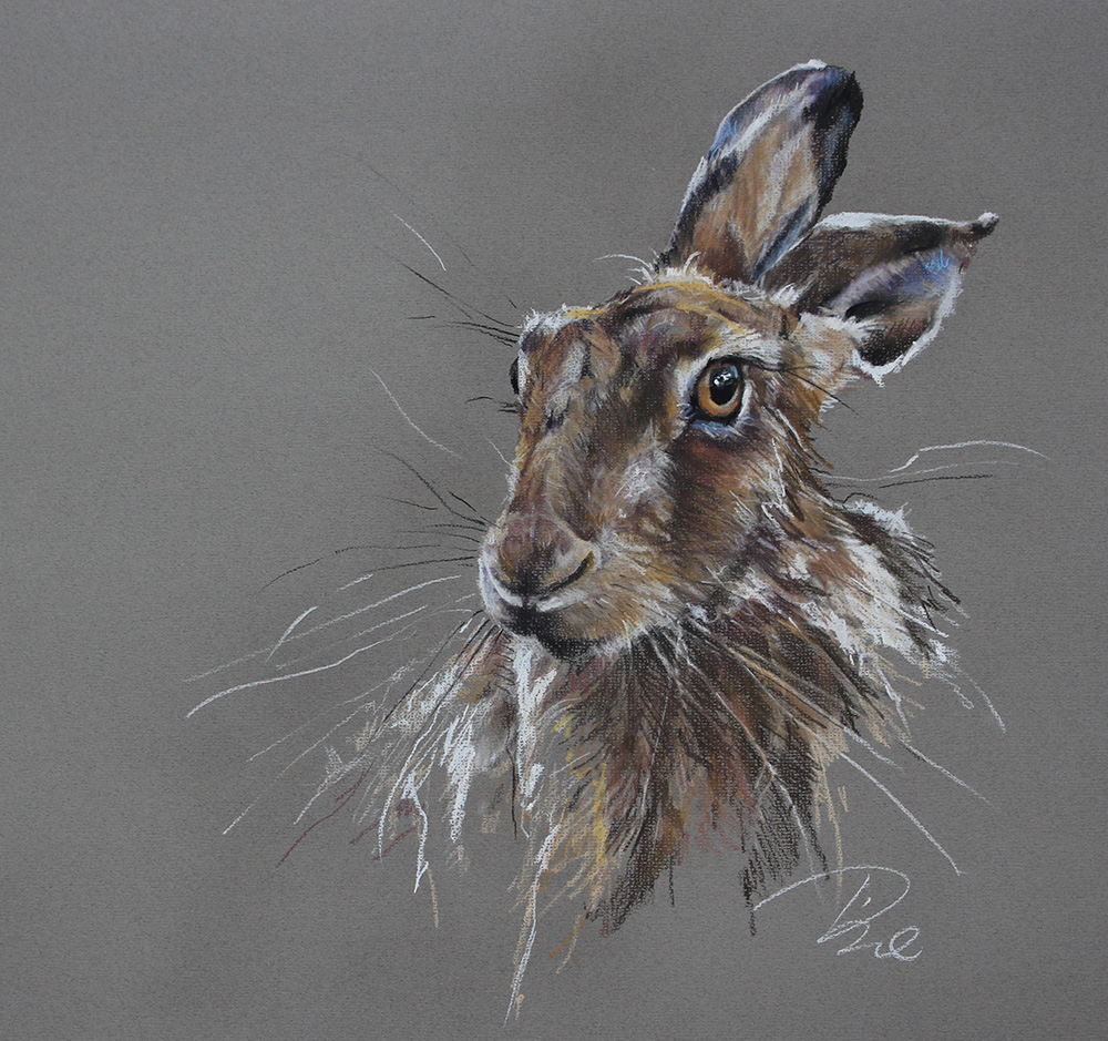 Paula Vize art Hare pencil drawing