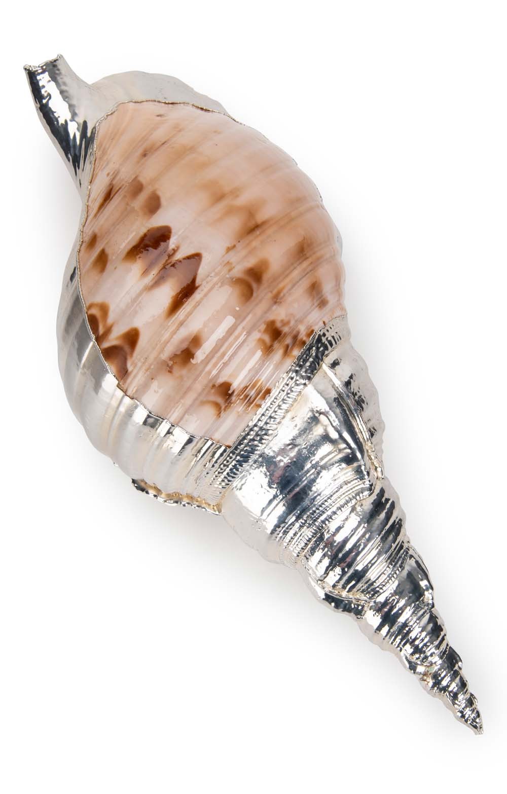 House Of Bruar Silver Plated Seashells | Charonia Tritonis