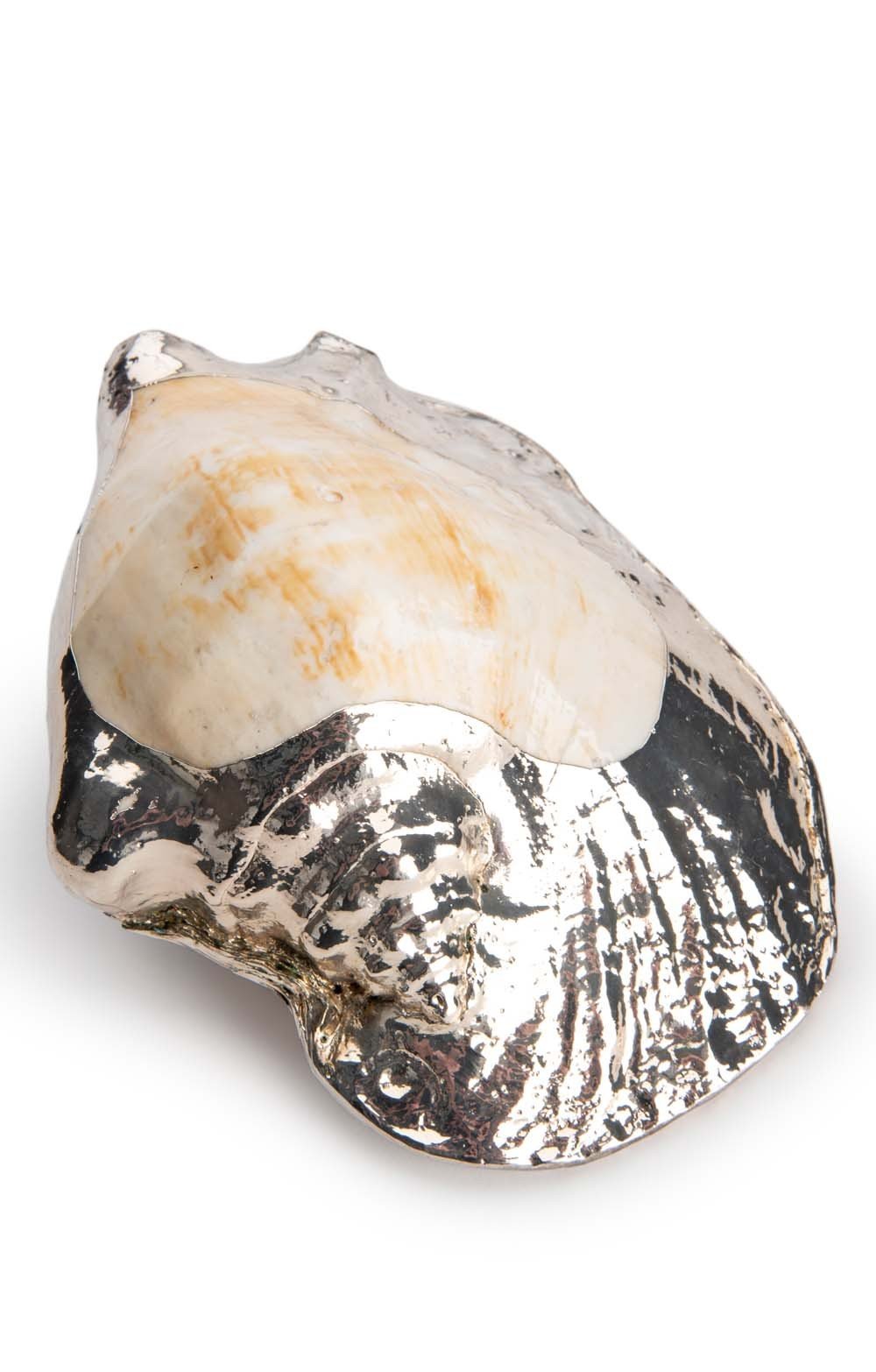  Silver Plated Seashells, Charonia Tritonis