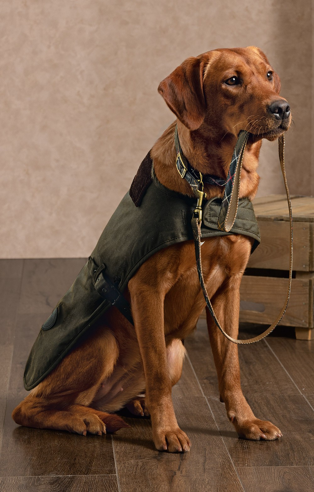 barbour coat dog