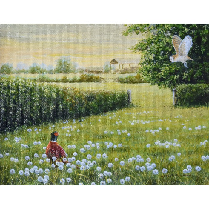 Dandelion Clocks Geoff Rollinson