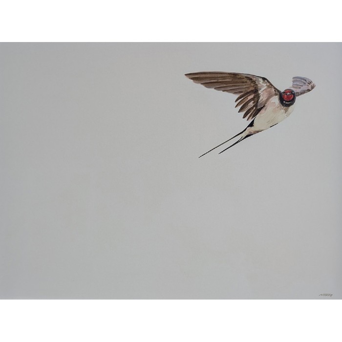 Homeward Bound Swallow Naoimh OShea