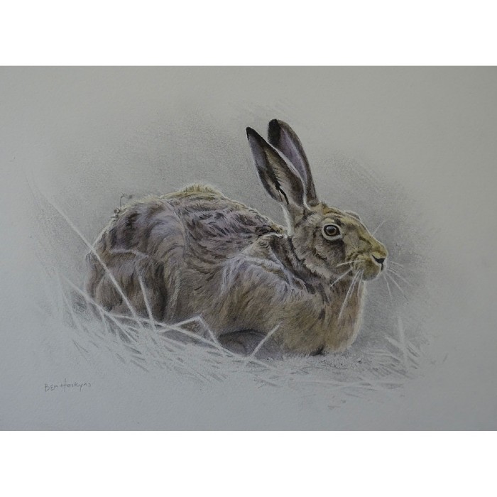 Hare Ben Hoskyns