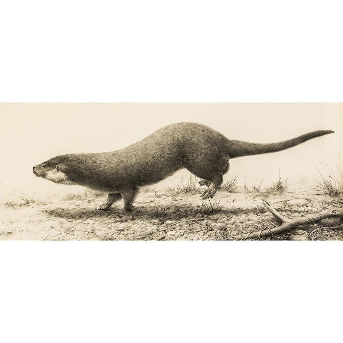 Otter Gallop Terence Lambert