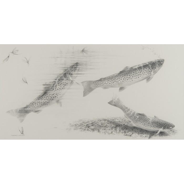 Trout Studies Terence Lambert