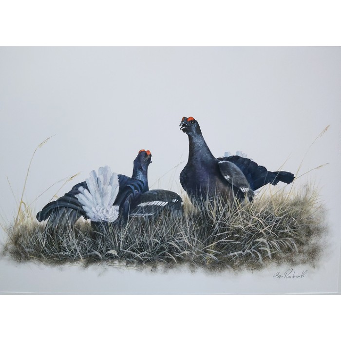 Black Grouse at the Lek by Glyn Rushworth | Glyn Rushworth | House