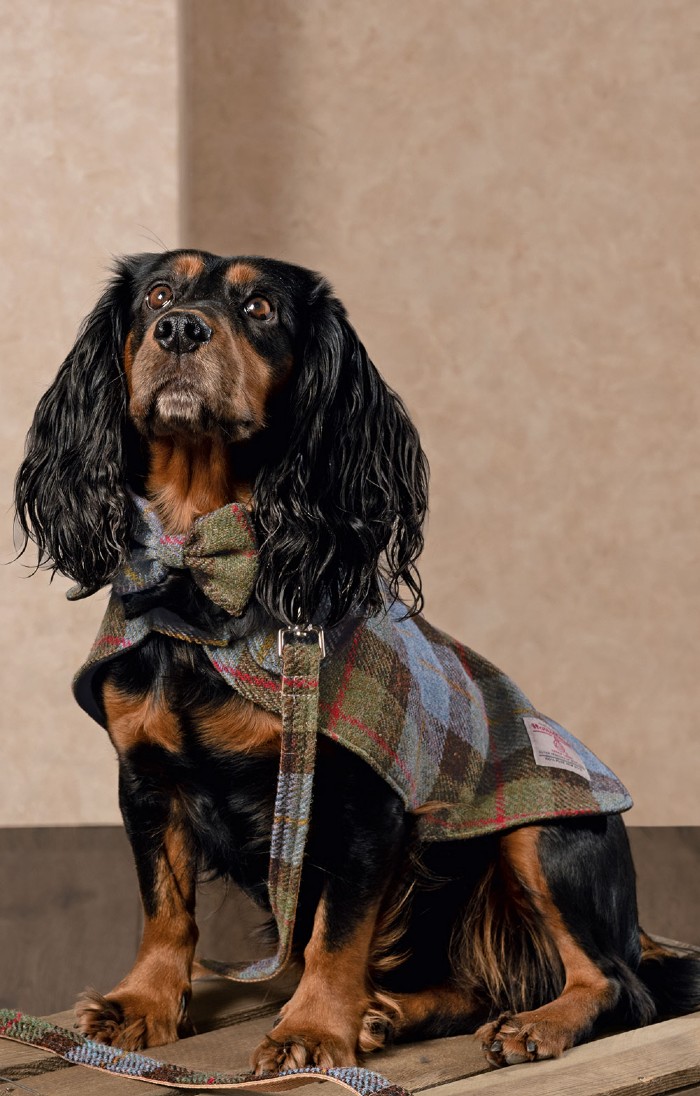 Harris Tweed® Dog Coat House of Bruar