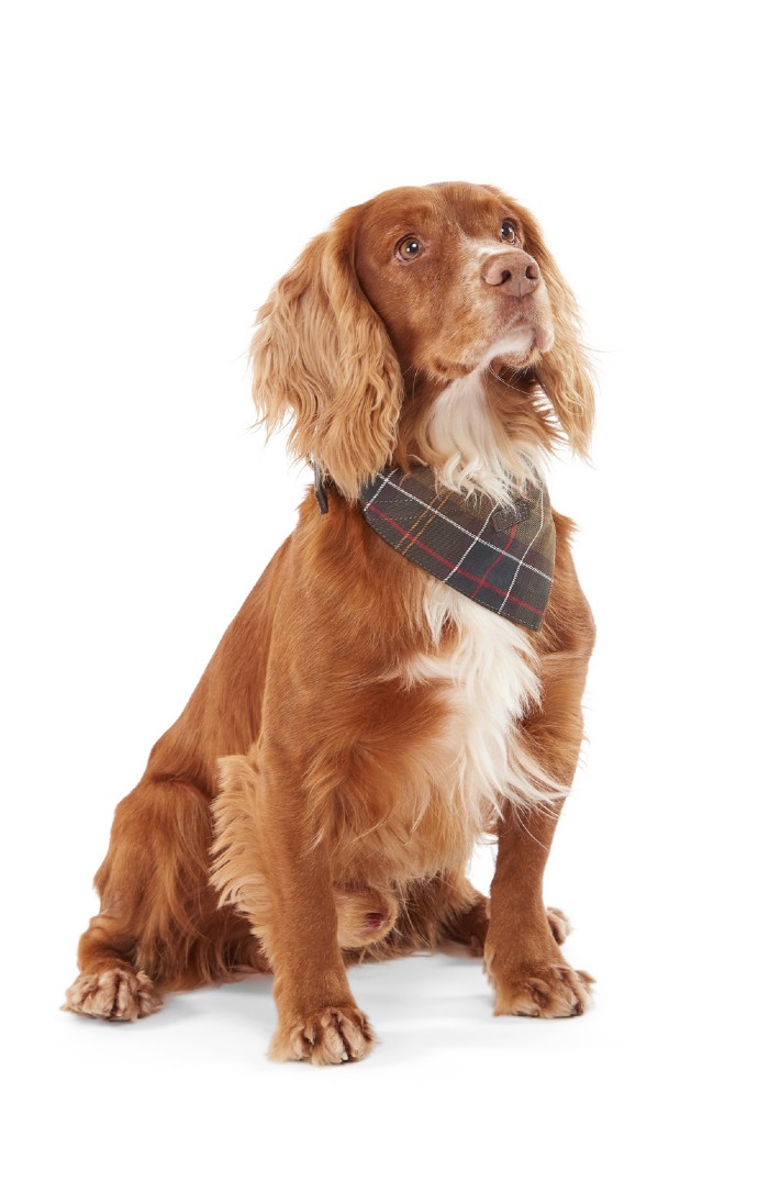 Barbour Dog Bandana, Brown House of Bruar